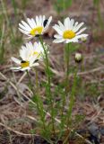 Tripleurospermum