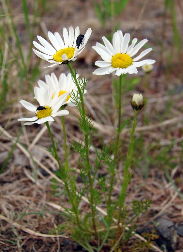 Image of genus Tripleurospermum specimen.