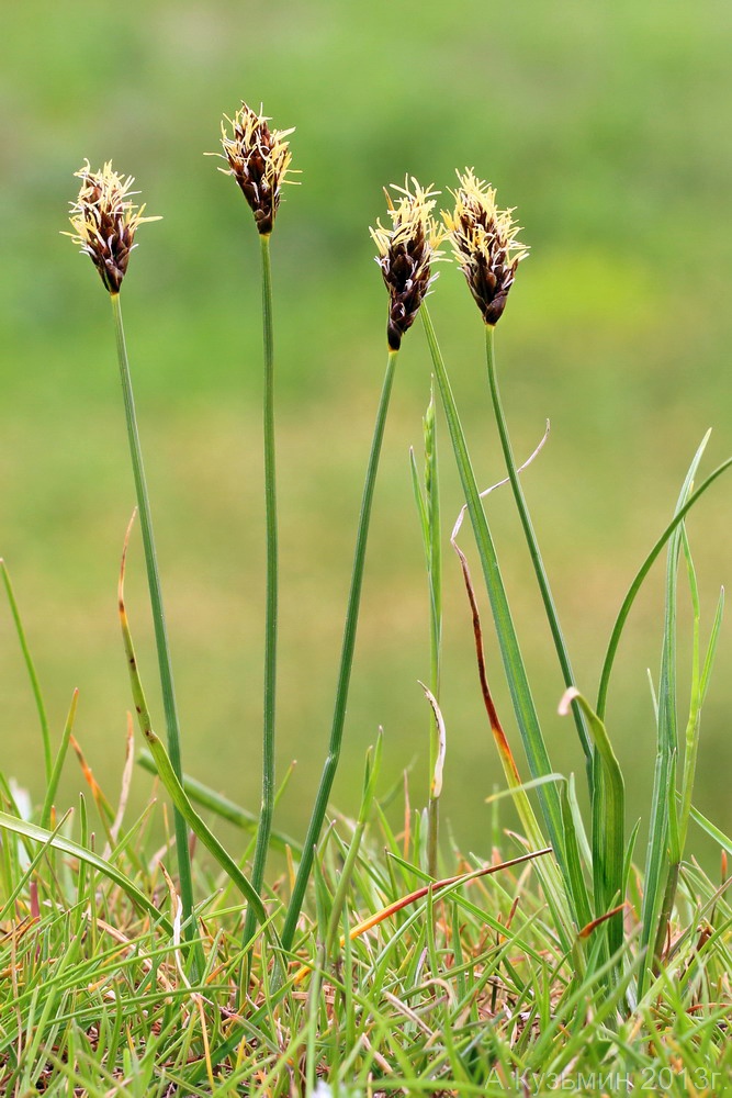 Изображение особи Carex stenophylla.