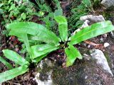 Phyllitis scolopendrium. Спороносящее растение. Хорватия, Лика-Сень, Национальный парк «Плитвицкие озёра», склон каньона с р. Корана и озерами. 05.09.2012.