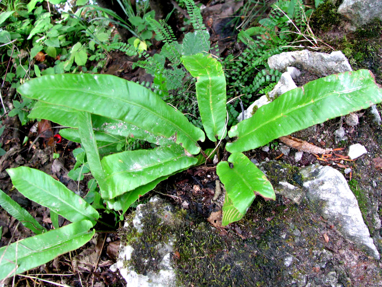 Изображение особи Phyllitis scolopendrium.