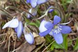 Hepatica nobilis. Цветки. Ленинградская обл., Кургальский заказник, смешанный лес. 28.04.2013.