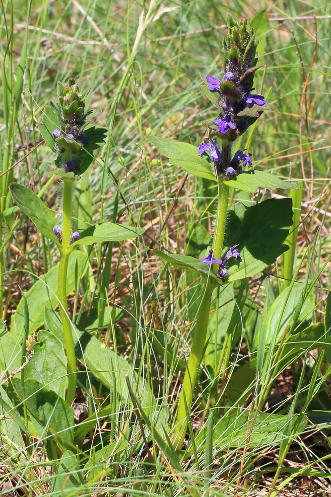 Image of Ajuga genevensis specimen.