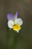 genus Viola