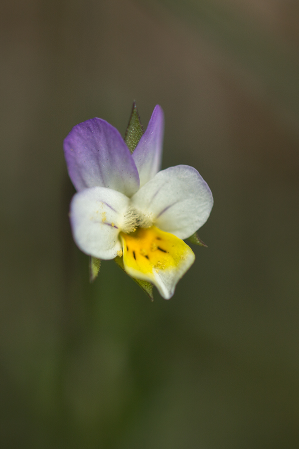 Изображение особи род Viola.