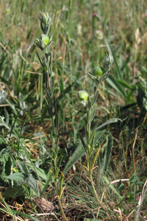 Image of Helianthemum lasiocarpum specimen.