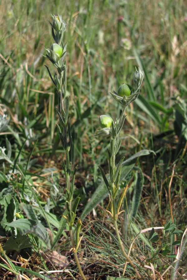 Изображение особи Helianthemum lasiocarpum.