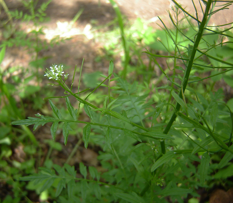 Image of Cardamine impatiens specimen.