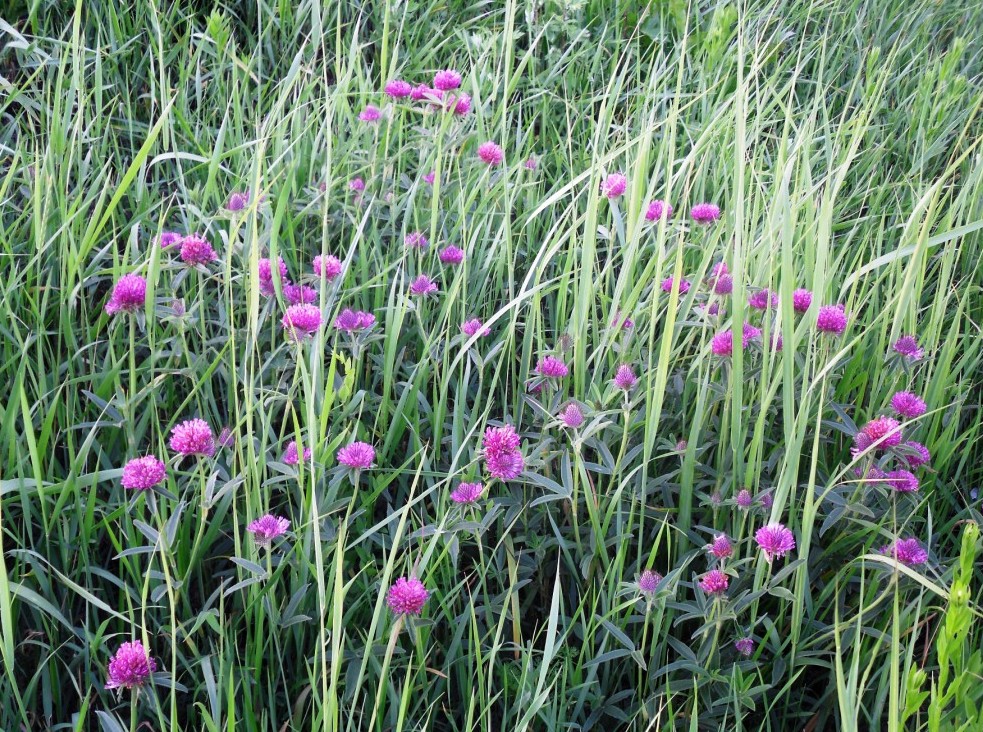 Image of Trifolium alpestre specimen.