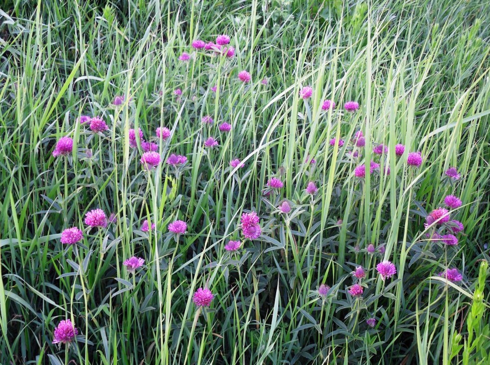 Изображение особи Trifolium alpestre.