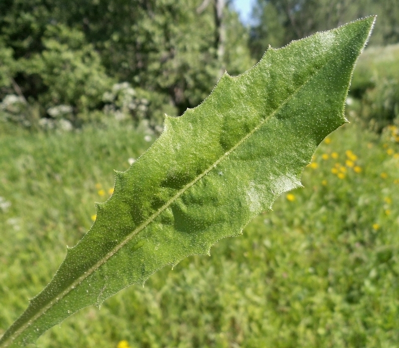 Изображение особи Leontodon hispidus.