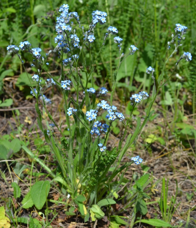 Image of Myosotis popovii specimen.