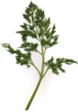 Anethum graveolens