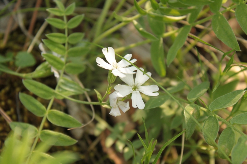 Image of Lychnis sibirica specimen.