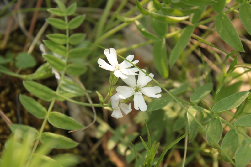 Изображение особи Lychnis sibirica.