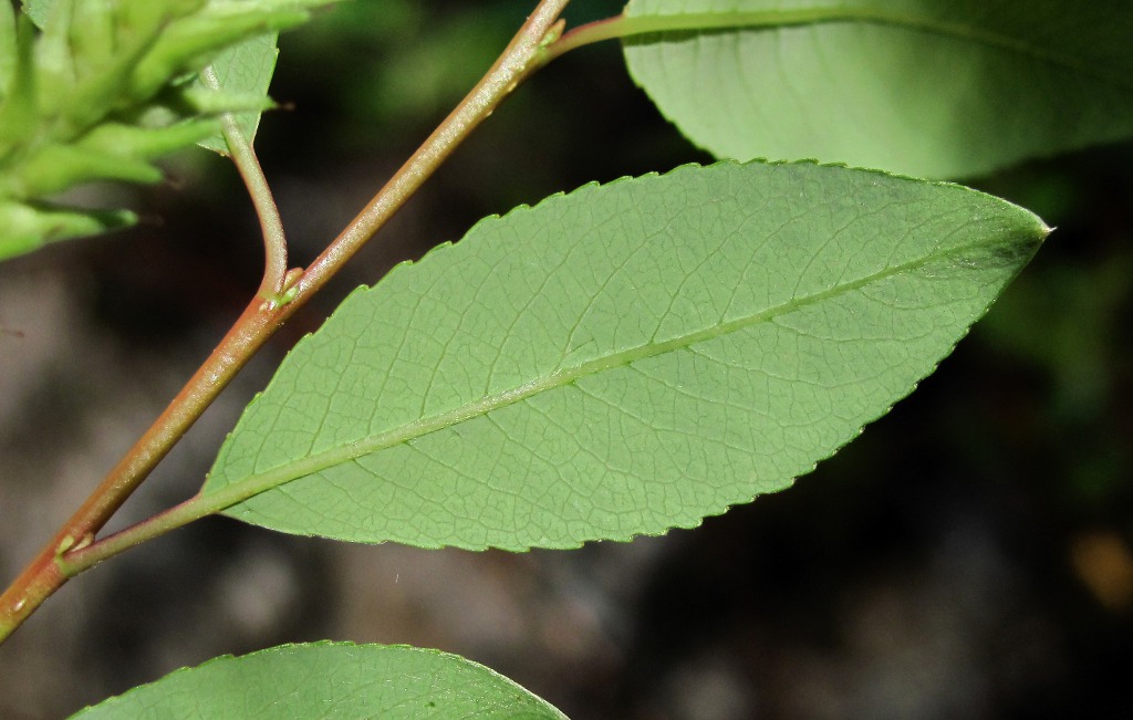 Image of Salix arbuscula specimen.