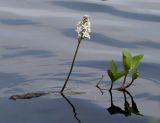 Menyanthes trifoliata