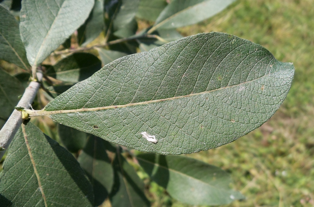 Изображение особи Salix cinerea.