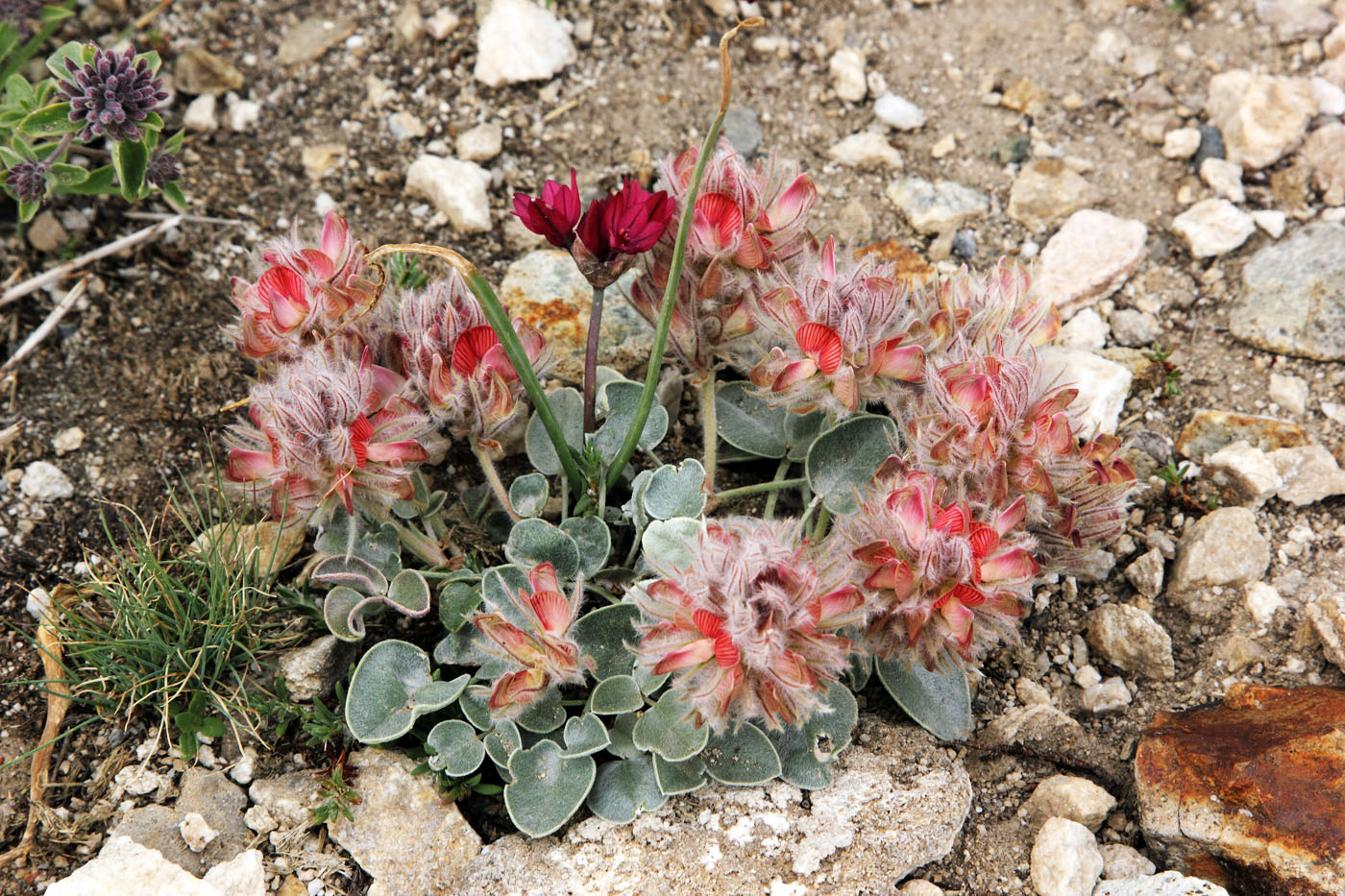 Изображение особи Hedysarum plumosum.