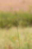 Stipa capillata