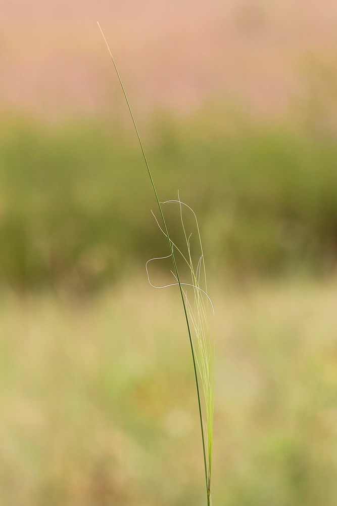 Image of Stipa capillata specimen.