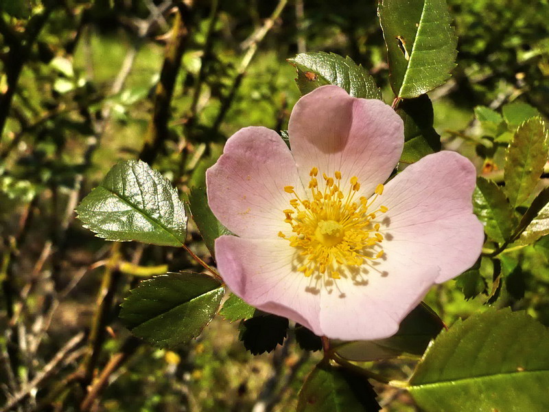 Изображение особи Rosa canina.