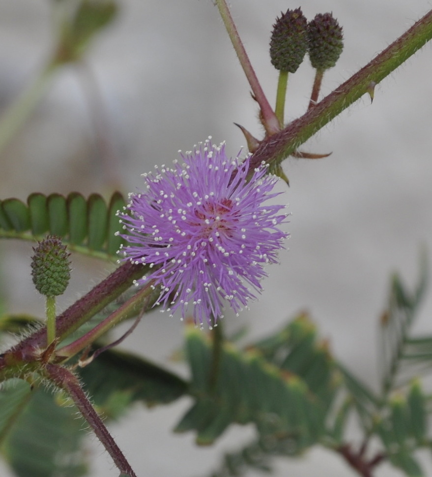 Изображение особи Mimosa pudica.