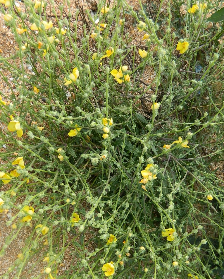 Image of Verbascum pinnatifidum specimen.