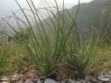 genus Asphodeline
