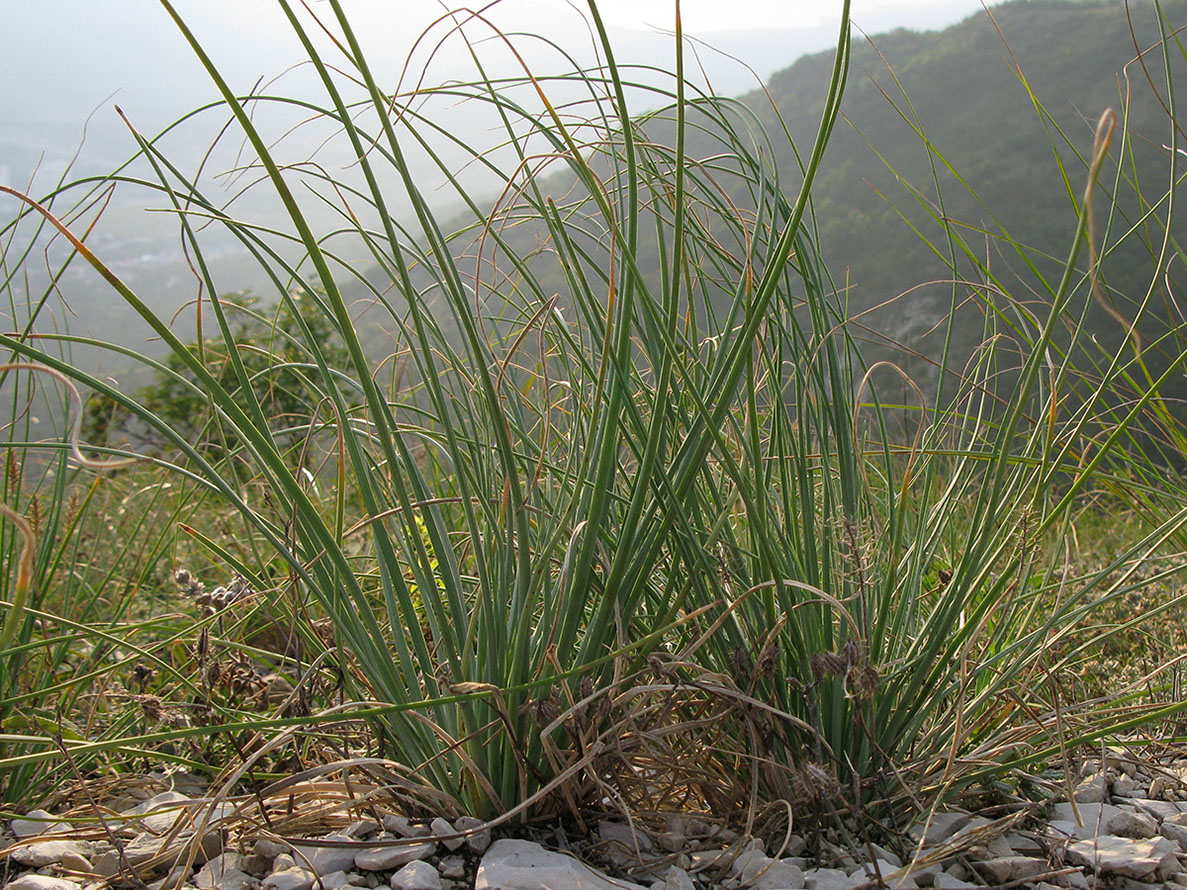 Изображение особи род Asphodeline.