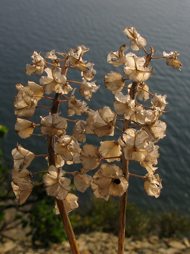 Изображение особи Muscari neglectum.