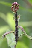 Spiraea salicifolia