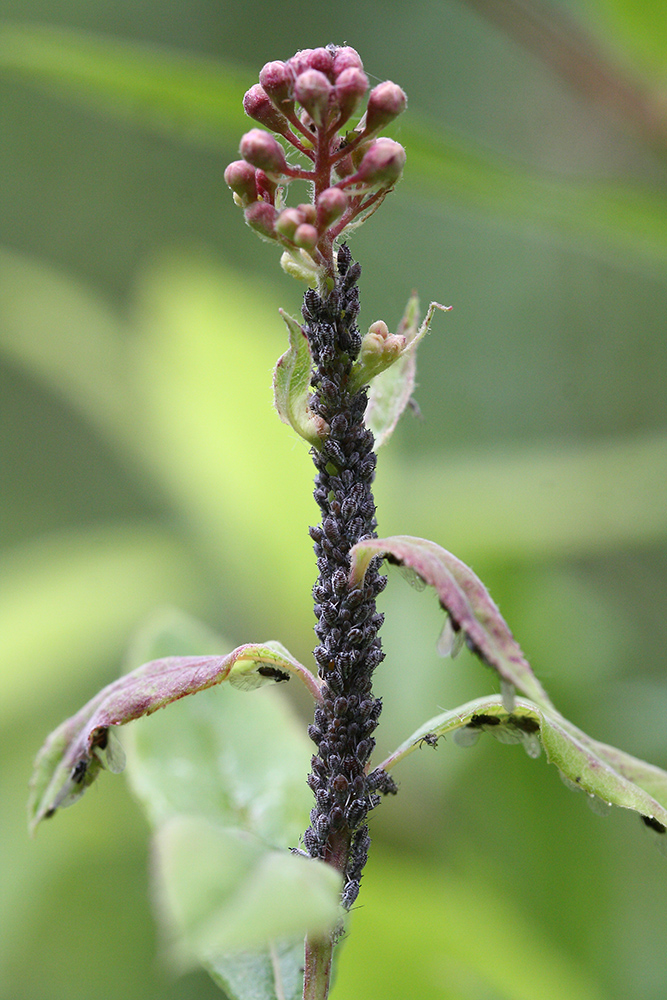 Image of Spiraea salicifolia specimen.