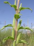 Oenothera depressa