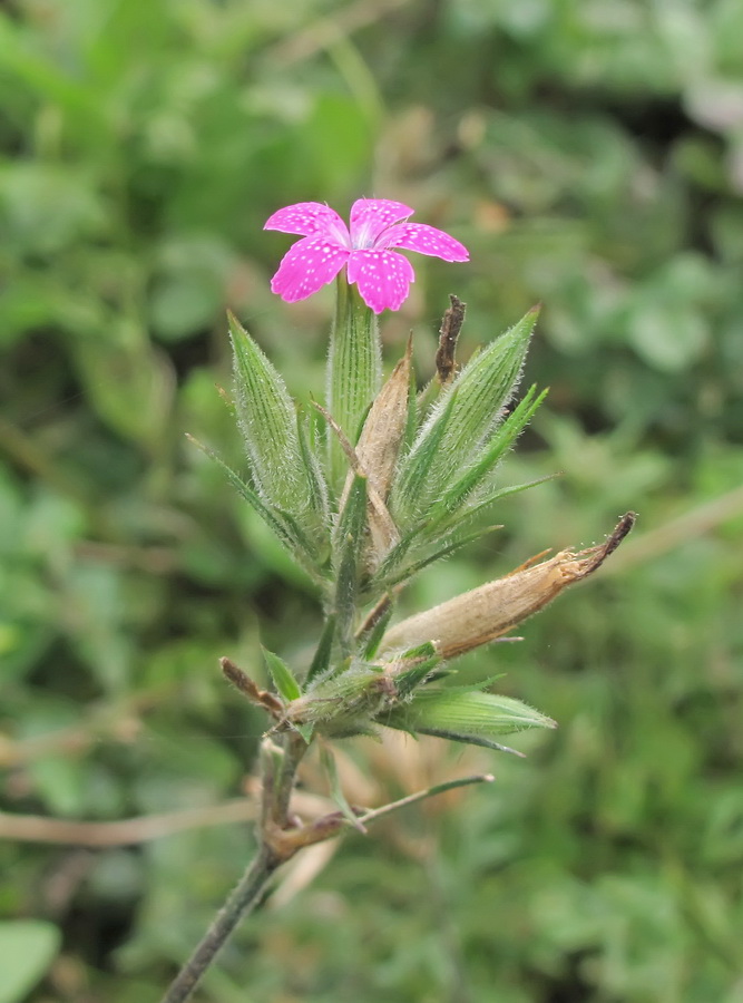 Изображение особи Dianthus armeria.