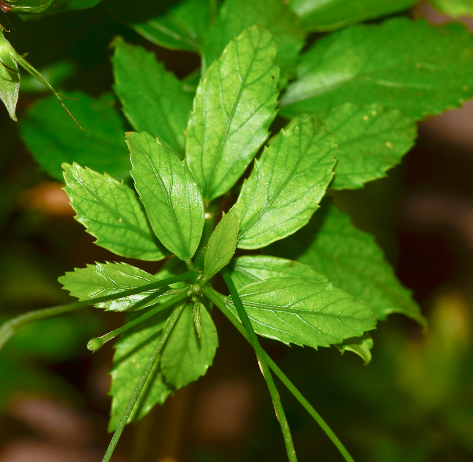 Image of Hibiscus schizopetalus specimen.