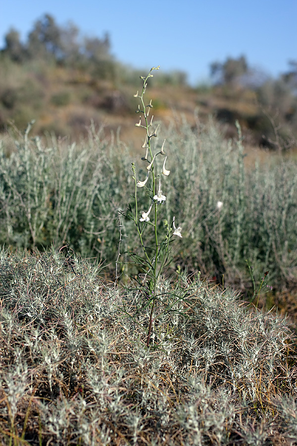 Image of Delphinium camptocarpum specimen.