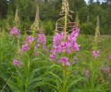 Chamaenerion angustifolium