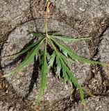 Acer palmatum. Обратная сторона листа ('Dissectum'). Германия, г. Дюссельдорф, Ботанический сад университета. 14.08.2013.
