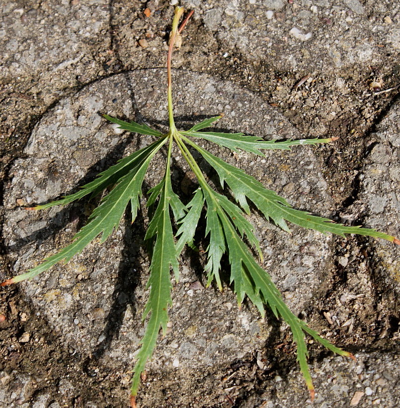 Image of Acer palmatum specimen.