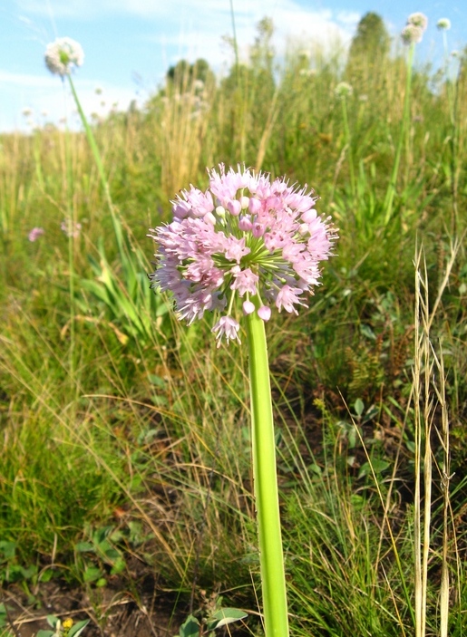Изображение особи Allium nutans.