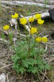 Trollius sibiricus. Цветущее растение. Якутия, дельта Лены, окр. о-ва Столб. 18.07.2011.