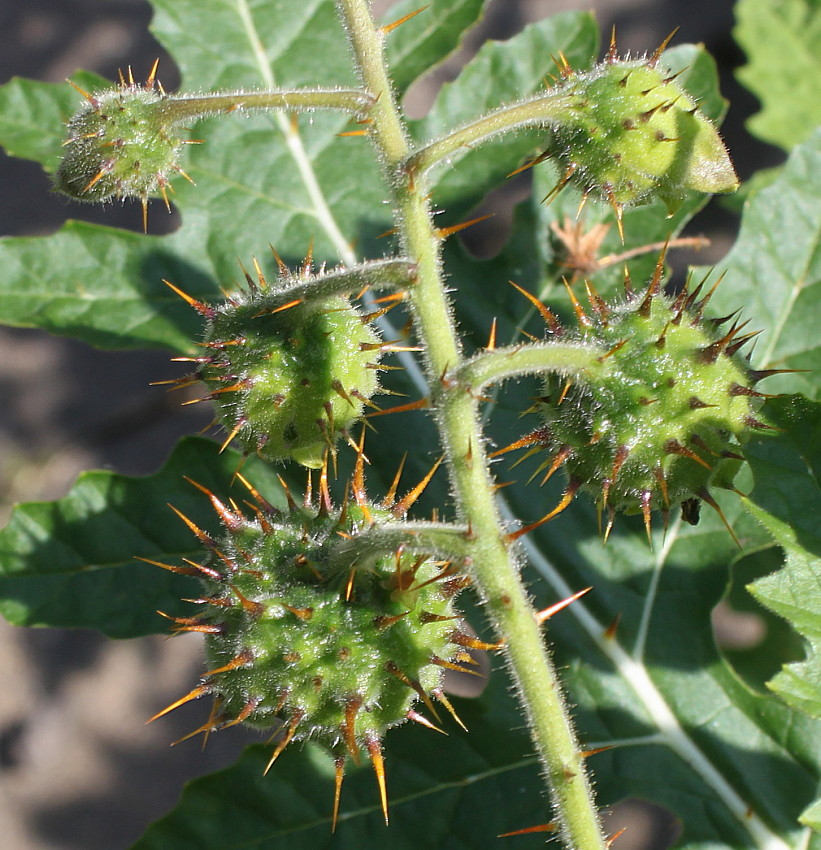 Image of Solanum sisymbriifolium specimen.