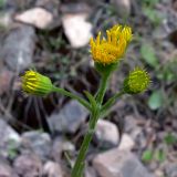 Tephroseris integrifolia. Верхушка цветущего растения. Свердловская обл., окр. г. Североуральск, район известнякового карьера, подножие скалы, берег канала Дублёр. 17.06.2013.