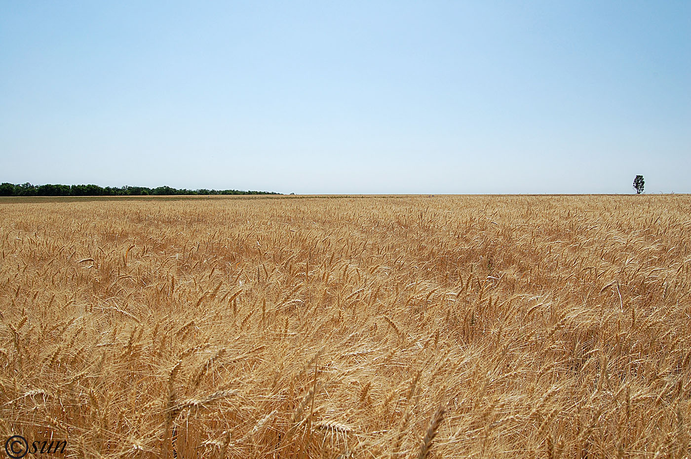 Изображение особи Triticum durum.