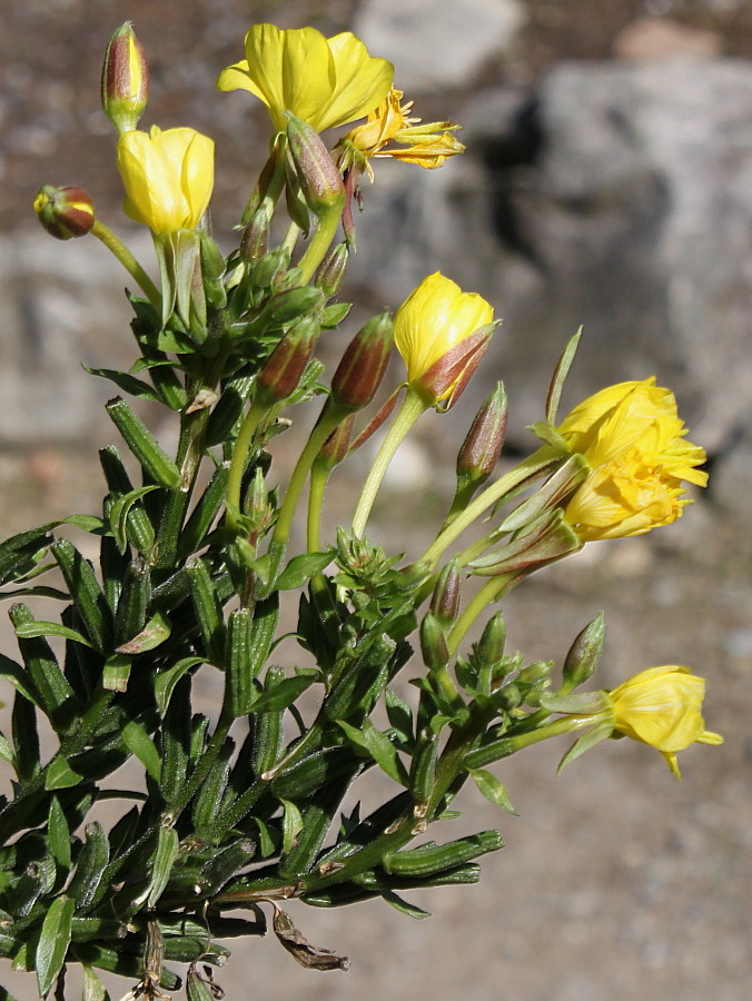 Image of Oenothera fallax specimen.