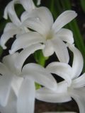 genus Hyacinthus