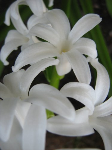 Изображение особи род Hyacinthus.