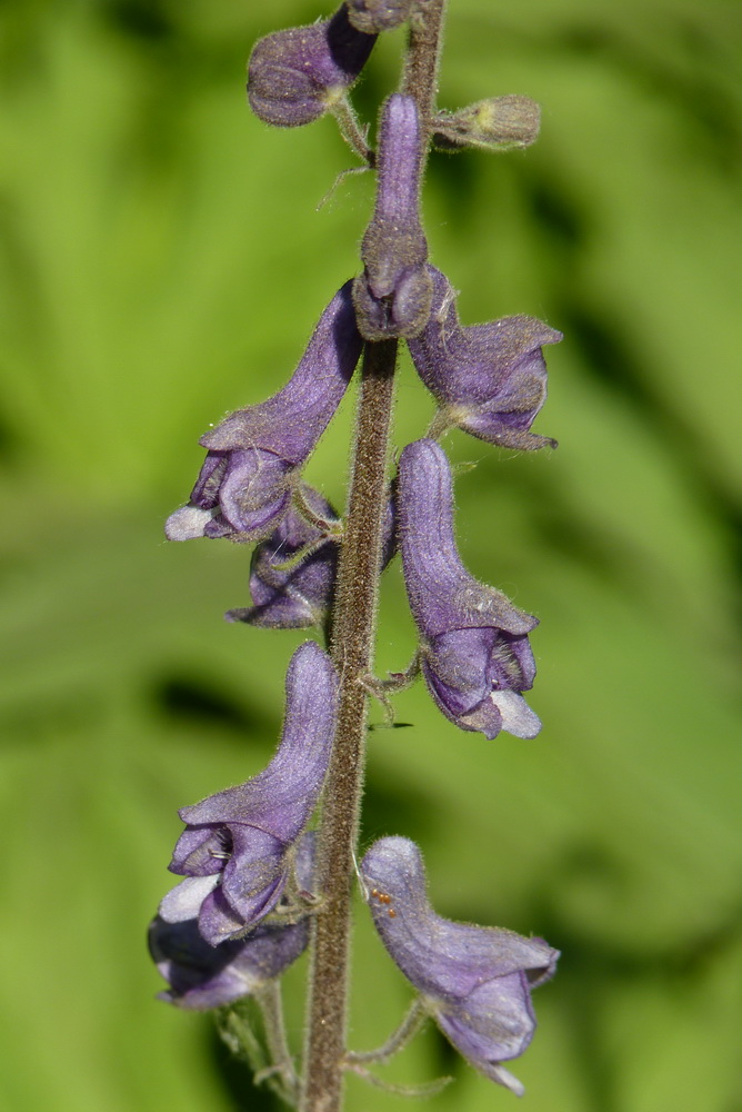 Image of Aconitum septentrionale specimen.