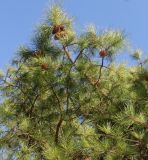 Pinus rigida